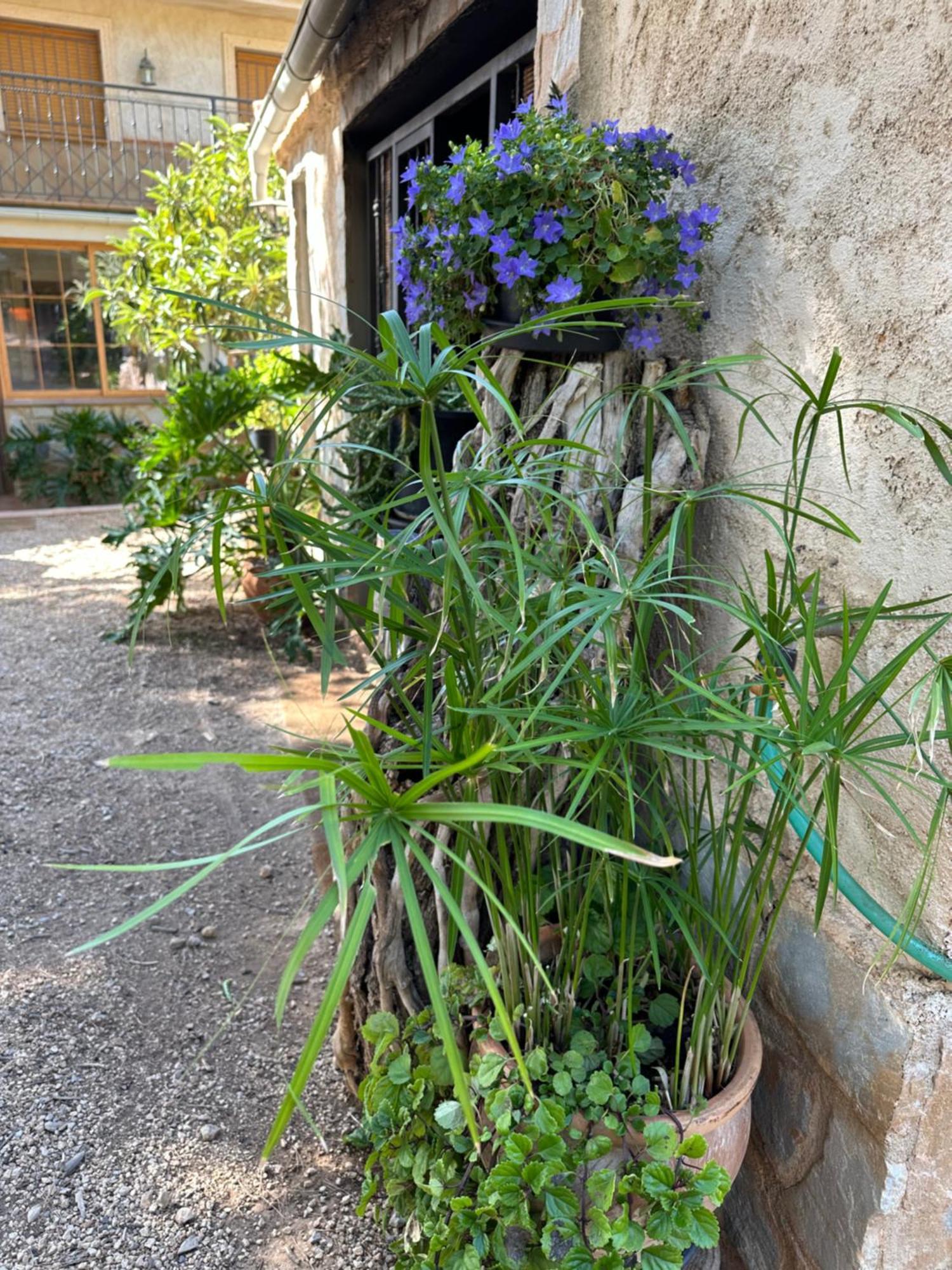 Casas Rurales Cerro Lobo Yeste Zewnętrze zdjęcie